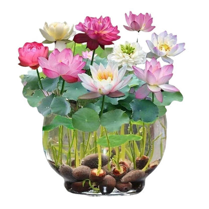 Mixed Lotus Flower Seeds – Pink, Red & Green Heirloom, Non-GMO, High Germination Seeds for Planting