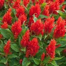 Celosia plumosa Flower Seeds for Planting – Heirloom & Non-GMO Vibrant Feathery Blooms for Containers, Borders & Summer Gardens