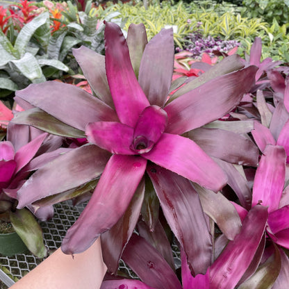 Bromeliad Neoregelia 'Neos' - Live Plant - Assorted