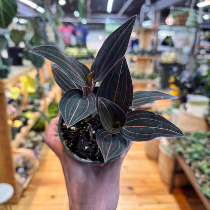 Jewel Orchid 'Ludisia Discolor'