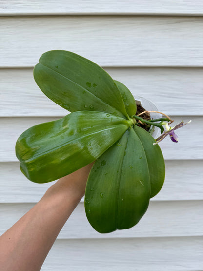 Phalaenopsis Smiley Bluebird x Mituo Princess 'Blue Jewel' – Fragrant Novelty Orchid | Mature Plant