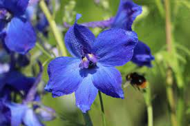 Delphinium belladonna Flower Seeds for Planting – Heirloom & Non-GMO Spikes of Blue Blooms for Cottage Gardens & Cut Flower Beds