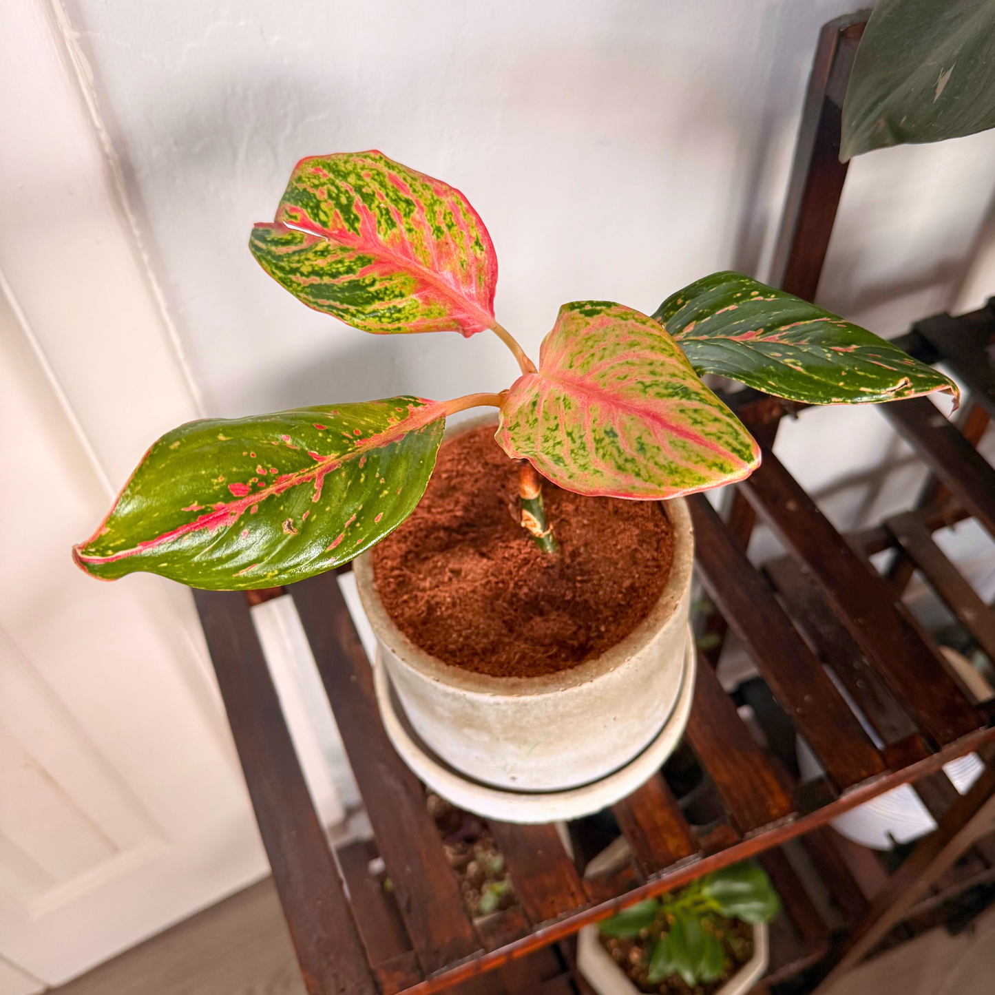 Aglaonema Sparkling Sarah – Colorful Speckled Pink & Green Plant in Charlie Pot Original 6" Soft Gray