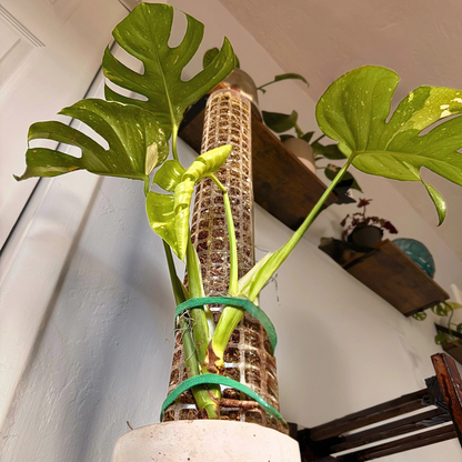 Monstera Thai Constellation – Rare Variegated Statement Plant in Charlie Pot with Grow Pole