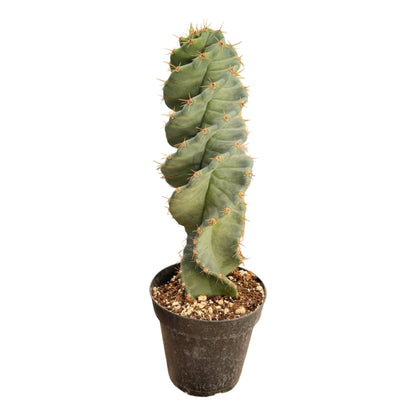 Cereus forbesii spiralis – Spiral Cactus | Tornado Cactus | Rare Succulent