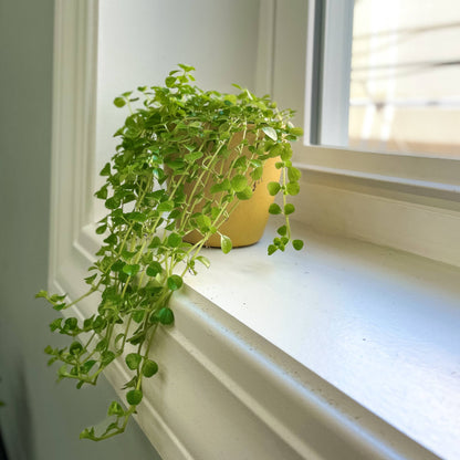Pilea Depressa 'Green Baby Tears'