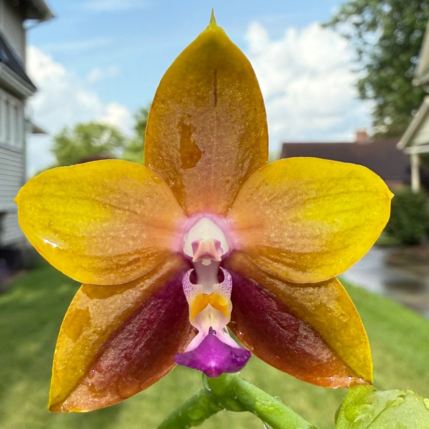 Phalaenopsis Smiley Bluebird x Mituo Princess 'Blue Jewel' – Fragrant Novelty Orchid | Mature Blooming Plant