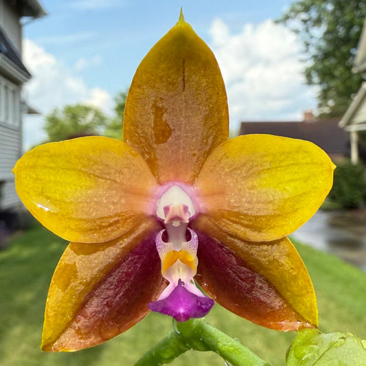 Phalaenopsis Smiley Bluebird x Mituo Princess 'Blue Jewel' – Fragrant Novelty Orchid | Mature Blooming Plant