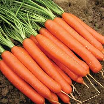 Nantes Carrot Seeds for Planting – Heirloom, Non-GMO Vegetable Seeds for Home Garden and Organic Farming