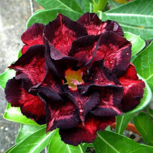 Black Red Desert Rose Seeds - Adenium obesum Flower Seeds for Planting, Drought-Tolerant Succulent Blooms