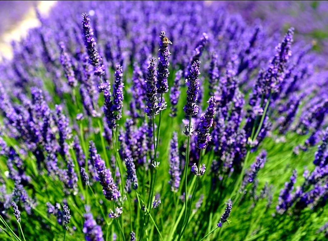 Purple Lavandula Angustifolia Lavender Seeds for Planting – Heirloom, Non-GMO, High Germination Organic Garden Seeds