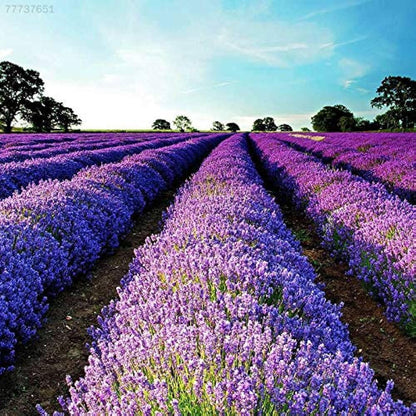 Purple Lavandula Angustifolia Lavender Seeds for Planting – Heirloom, Non-GMO, High Germination Organic Garden Seeds