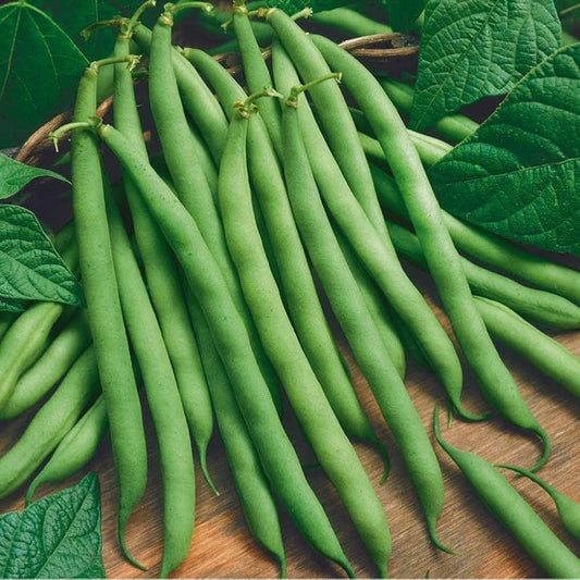 Bush Bean Seeds for Planting – High Yield, Non-GMO Vegetable Seeds for Home Garden and Backyard Farming