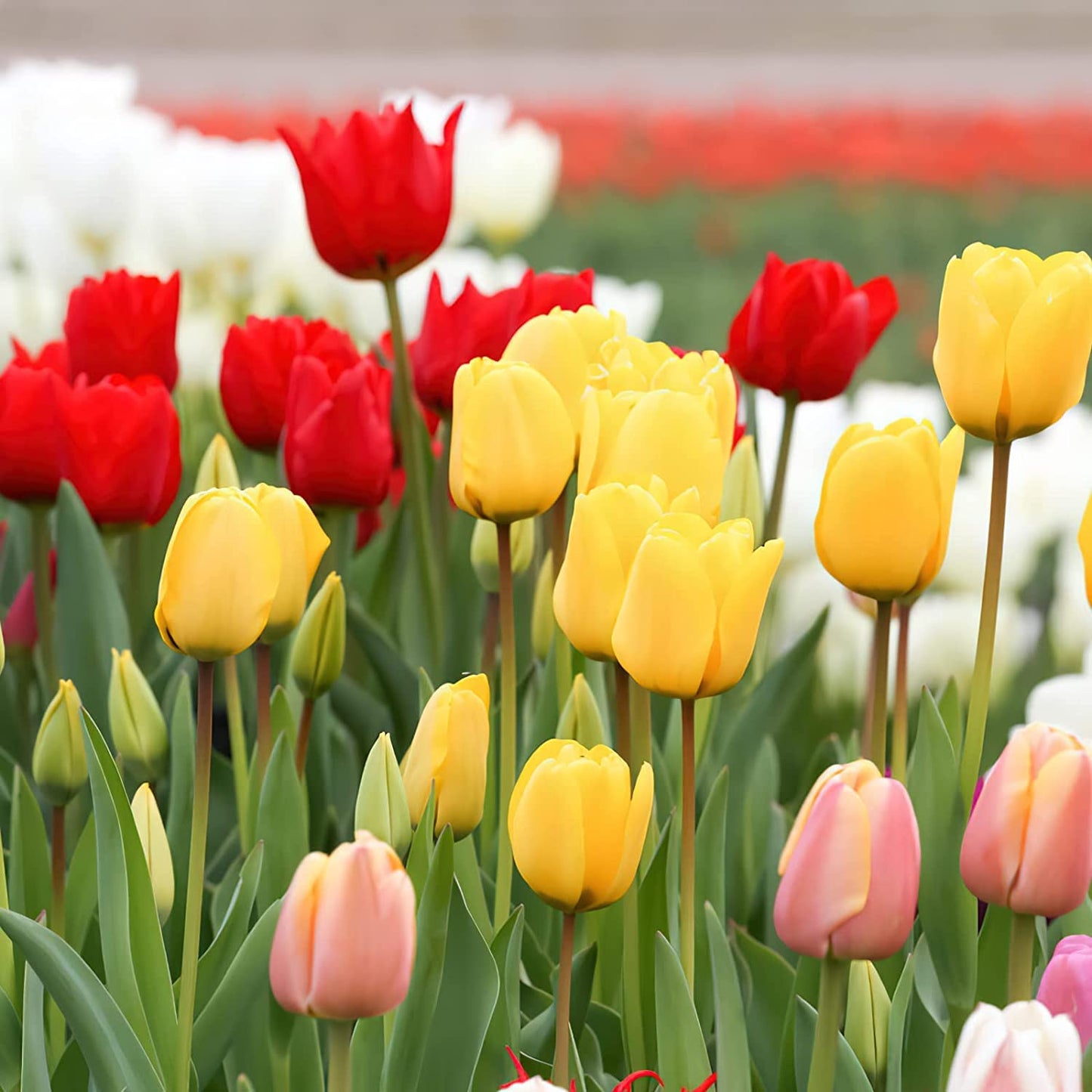 Mixed Tulip Flower Seeds for Planting – Colorful Heirloom Non-GMO Bulbs for Vibrant Spring Garden