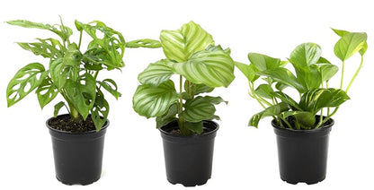 Mystery Mini Plant Bundle