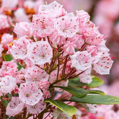 Mountain Laurel Flower Seeds - Kalmia Latifolia, Beautiful Evergreen Shrub for Garden Planting & Landscaping