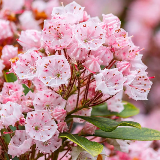 Mountain Laurel Flower Seeds - Kalmia Latifolia, Beautiful Evergreen Shrub for Garden Planting & Landscaping