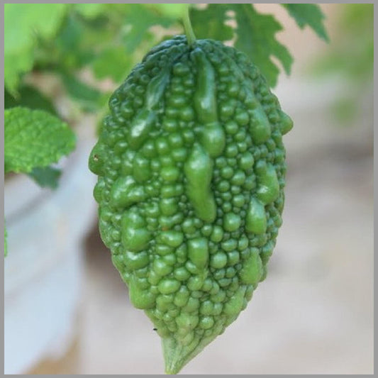 Short Bitter Gourd Seeds for Planting – Heirloom, Non-GMO Vegetable Seeds for Home Garden & Organic Farming