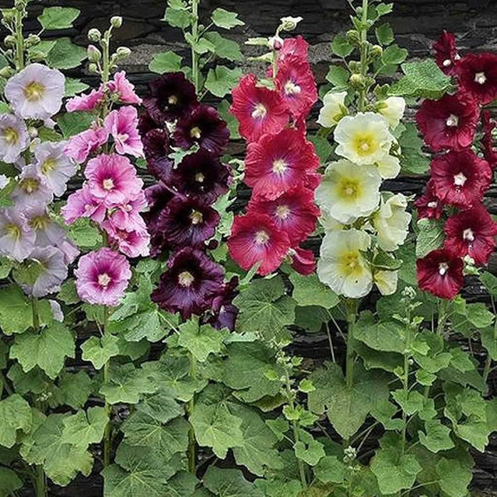 Mixed Hollyhock Flower Seeds – Non-GMO, Heirloom Garden Seeds for Vibrant Blooms