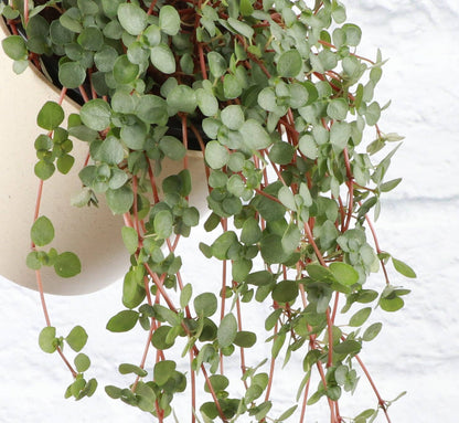 Silver Baby Tears, Pilea Glauca