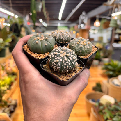 Astrophytum Asterias Assorted Succulent Mystery Pack