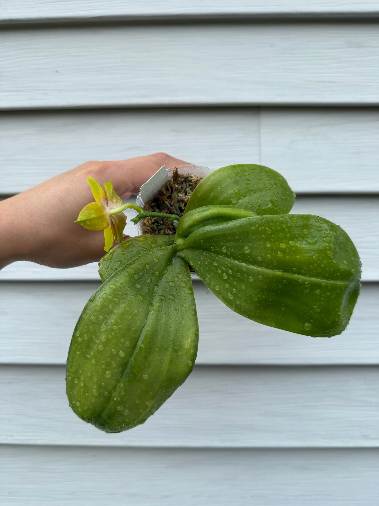 Phalaenopsis Smiley Bluebird x Mituo Princess 'Blue Jewel' – Fragrant Novelty Orchid Hybrid | Live Plant