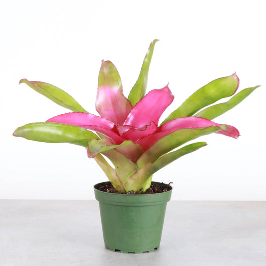 Bromeliad Neoregelia 'Neos' - Live Plant - Assorted