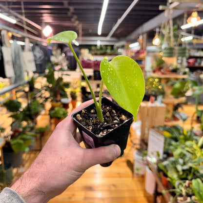 Monstera Deliciosa