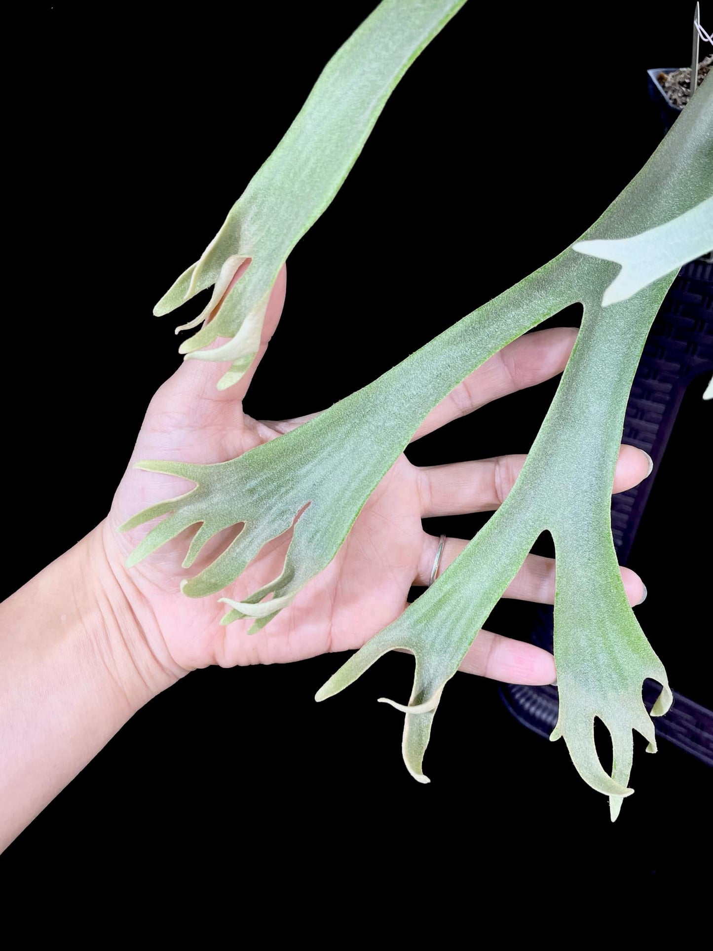 Platycerium willinckii 'Little Crown' Spore “Dwarf Select” – Rare Staghorn Fern Variety