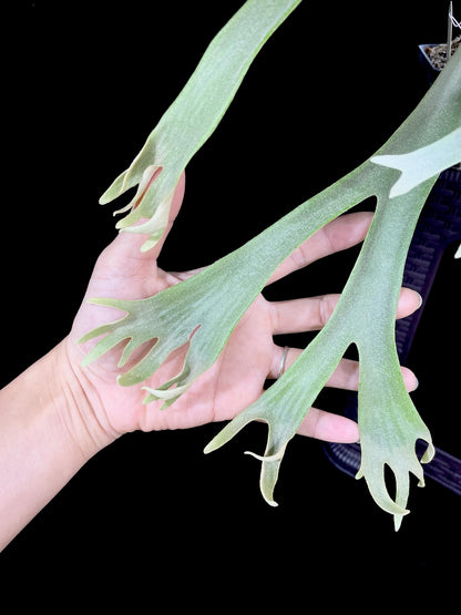 Platycerium willinckii 'Little Crown' Spore “Dwarf Select” – Rare Staghorn Fern Variety