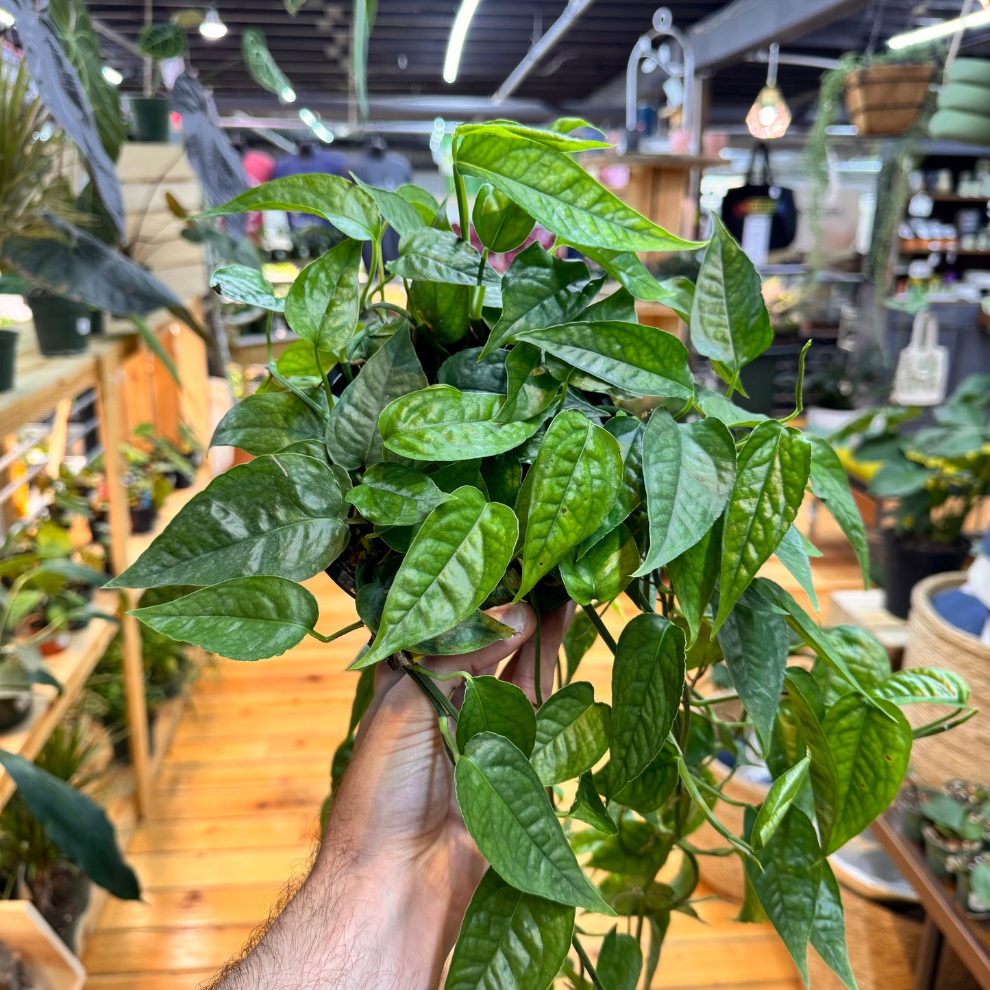 Pothos Cebu Blue 'Ghost'