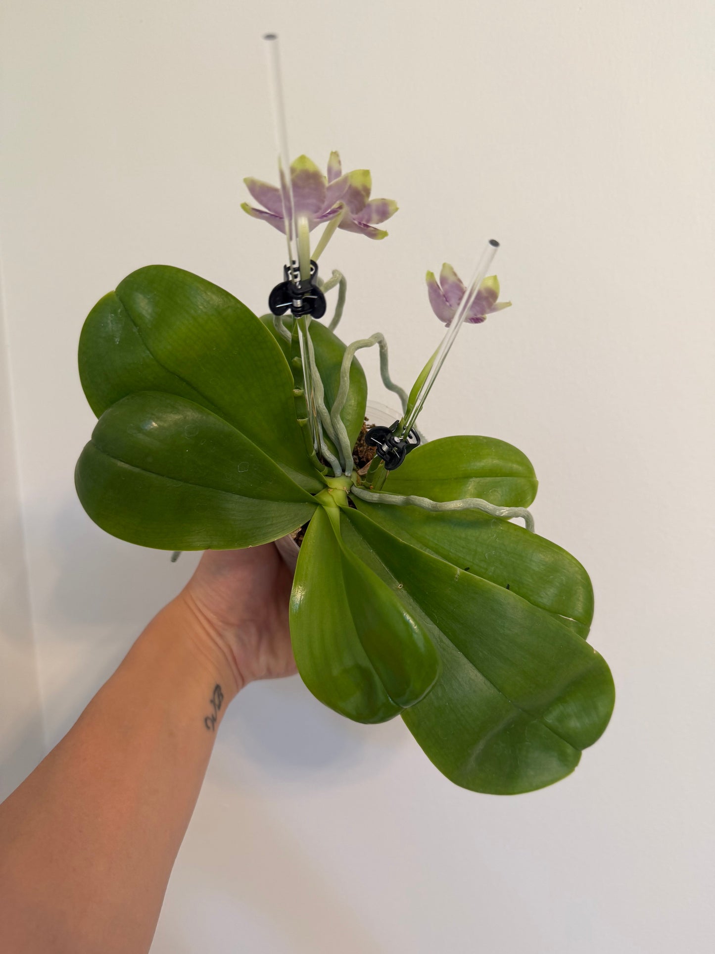 Phalaenopsis Mituo Golden Solar – Rare Hybrid Orchid | Live Plant