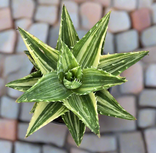 Aloe Nobilis Variegata