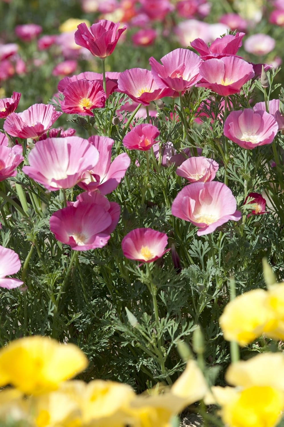 Pink Eschscholtzia (California Poppy) Flower Seeds for Planting – Heirloom & Non-GMO Delicate Blooms for Garden Beds & Wildflower Meadows