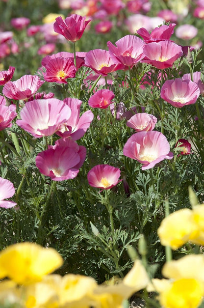 Pink Eschscholtzia (California Poppy) Flower Seeds for Planting – Heirloom & Non-GMO Delicate Blooms for Garden Beds & Wildflower Meadows