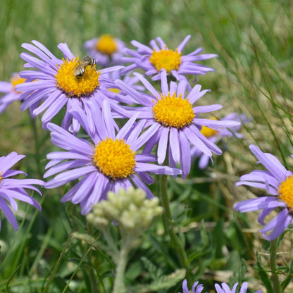 Aster Alpinus Flower Seeds – Heirloom, Non-GMO Alpine Garden Blooms