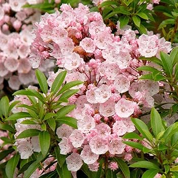Mountain Laurel Flower Seeds - Kalmia Latifolia, Beautiful Evergreen Shrub for Garden Planting & Landscaping