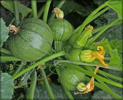Green Round Zucchini Squash Seeds for Planting – Heirloom, Non-GMO, High-Yield Summer Vegetable Seeds