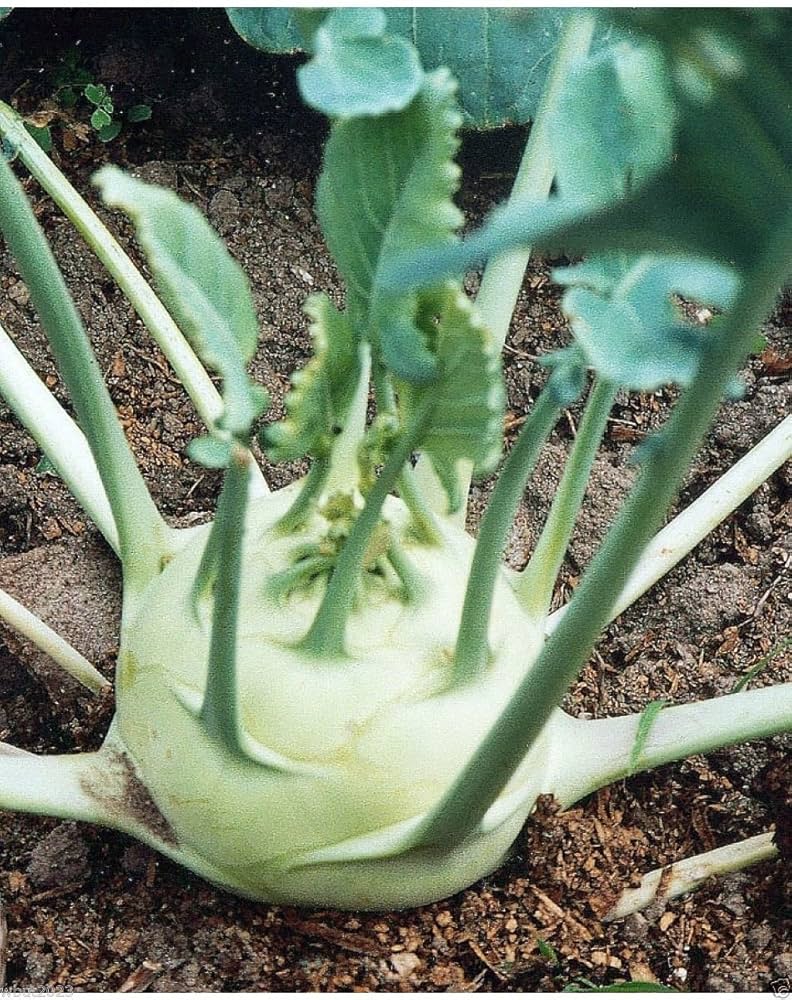German Turnip (Kohlrabi) Seeds for Planting – Heirloom, Non-GMO Vegetable Seeds for Home Garden and Organic Growing