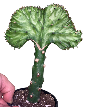 6" Mermaid Tail (Euphorbia lactea)
