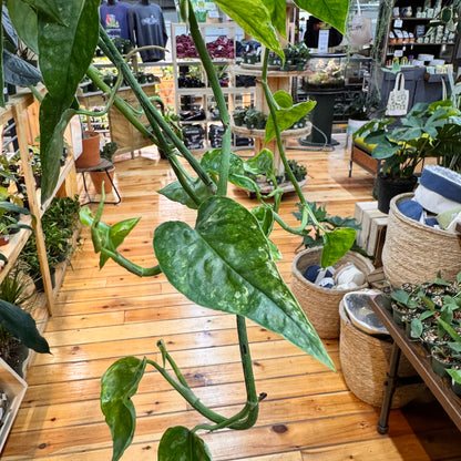 Pothos Cebu Blue 'Ghost'