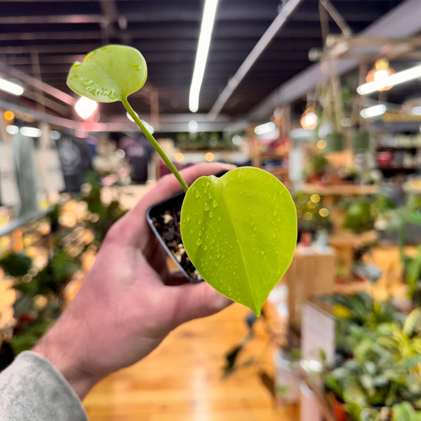 Monstera Deliciosa