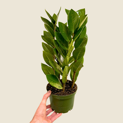Zamioculcas zamiifolia 'ZZ Plant' – Easy Care Indoor Houseplant