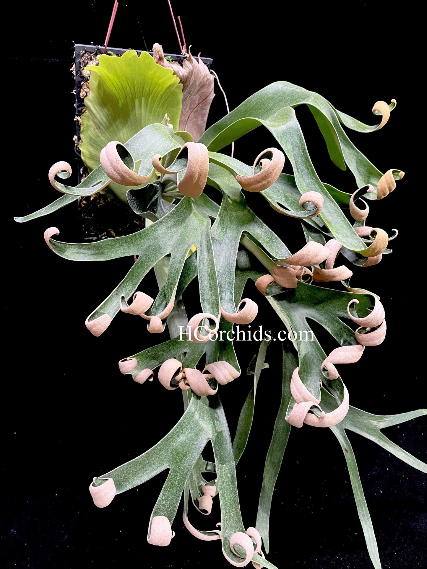 Platycerium Foong’s Bundle