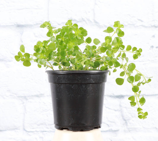 Pilea Depressa 'Green Baby Tears'