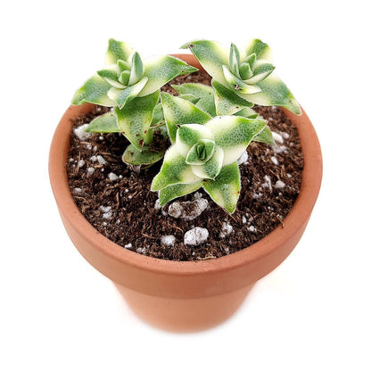 Variegated String of Buttons – Rare Succulent Crassula Perforata Variegata