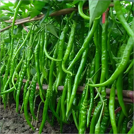 Indian Long Green Chili Seeds for Planting – High Yield, Non-GMO Vegetable Seeds for Home Garden and Farming