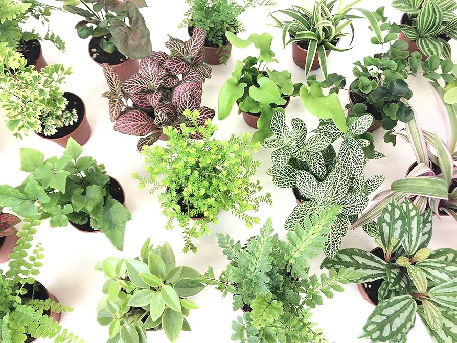 Mystery Mini Plant Bundle