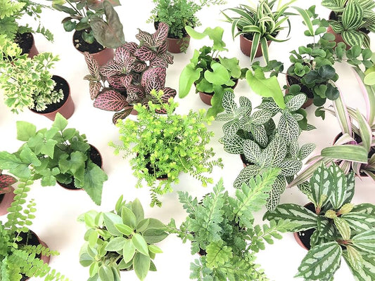 Mystery Mini Plant Bundle