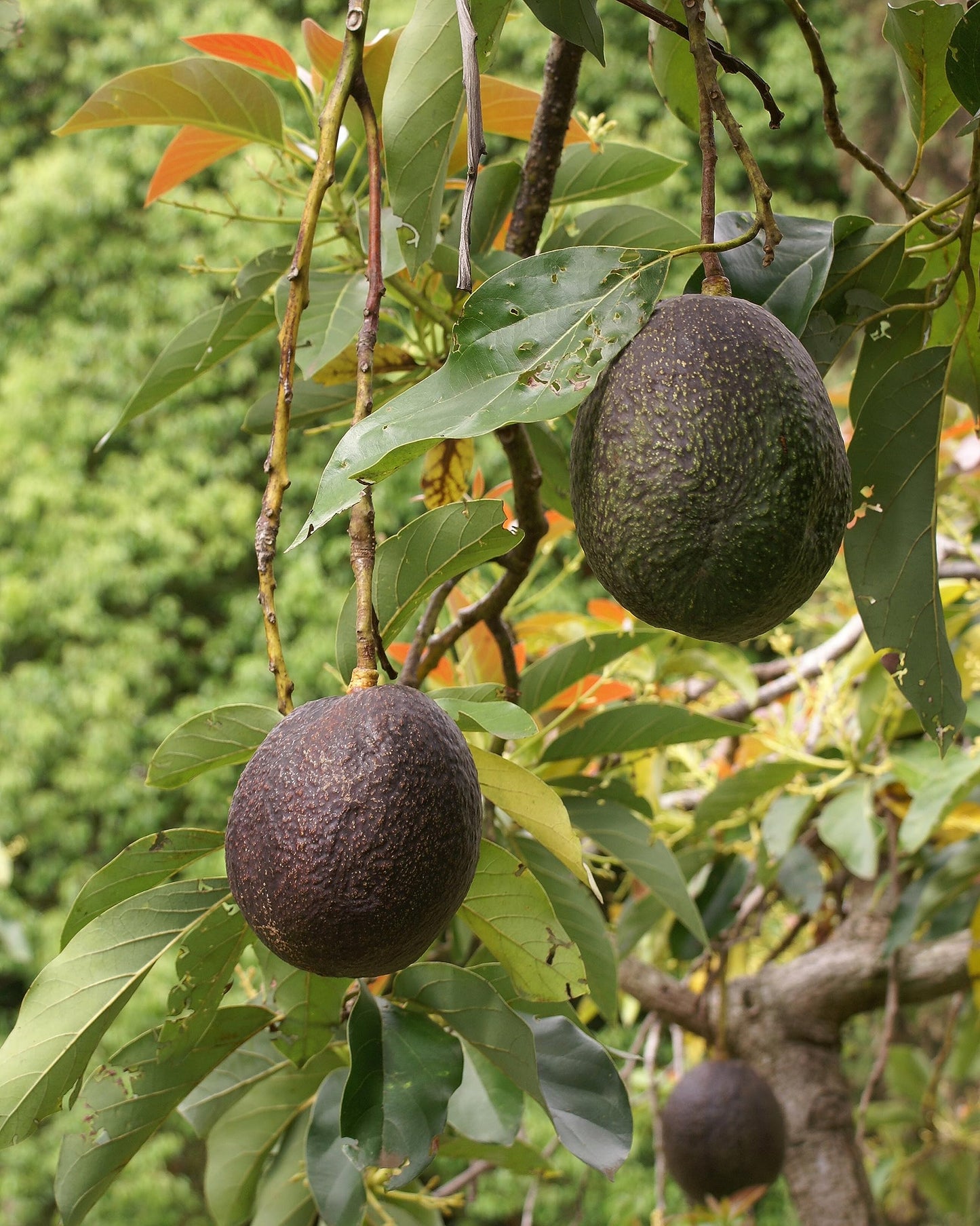 Carmen Hass Avocado Seeds for Planting – Heirloom Non-GMO High Germination Organic Garden Seeds